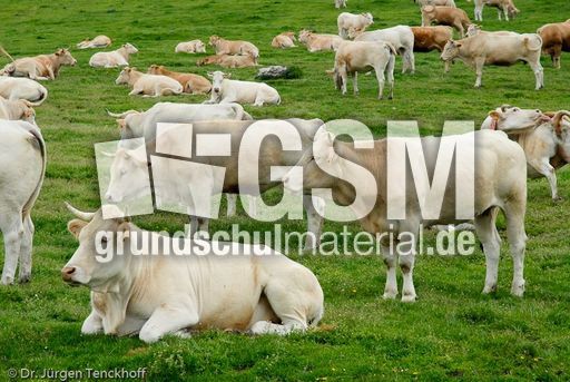 Hausrind (51 von 174).jpg